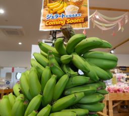 豊丘村産 🍌 展示中です写真